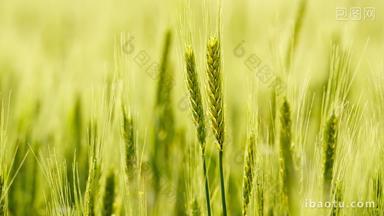 农村小麦像油画一样实拍镜头